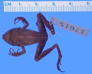 Media type: image; Herpetology A-17615